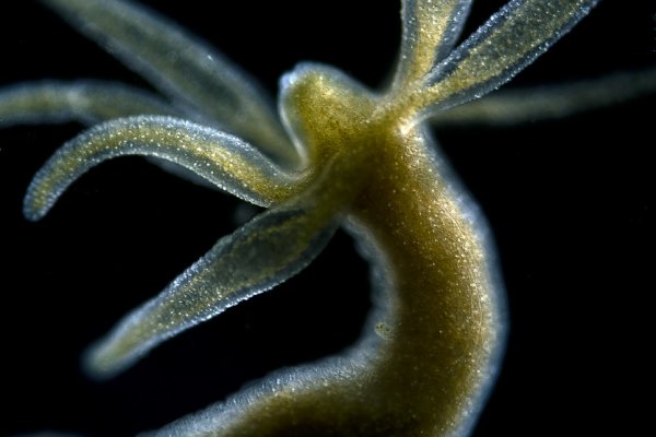 Kraken адрес
