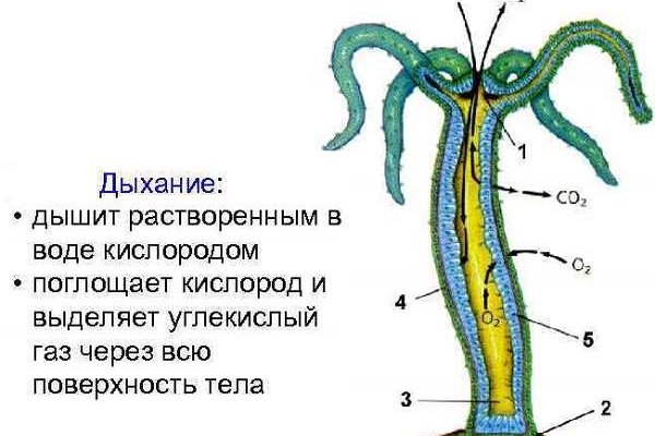 Кракен зеркало на тор